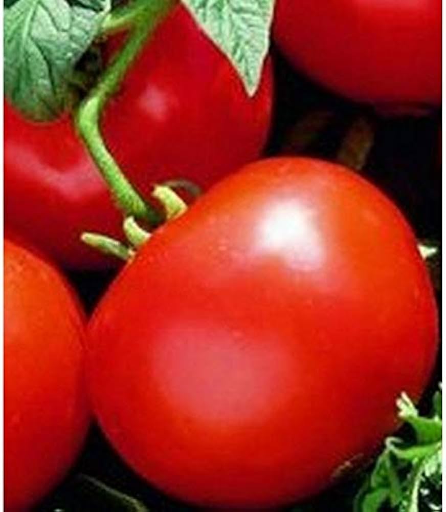 Oregon (Spring Tomato) for planting in garden